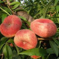 Саджанець Персик інжирний Світ Кап